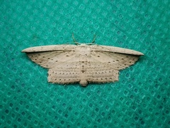 Phalacra