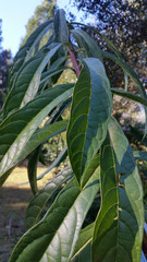 Clerodendrum indicum