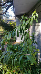 Clerodendrum indicum