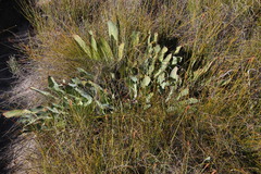 Protea laevis