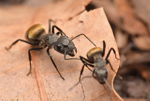 树栖弓背蚁Camponotus arboreus
