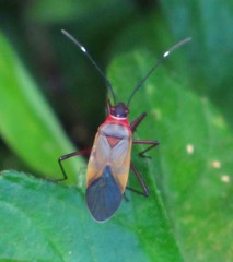 Dysdercus ruficollis