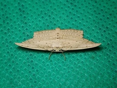 Phalacra