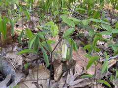 Uvularia sessilifolia