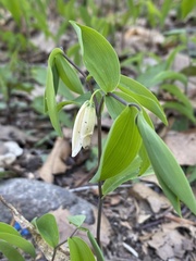 Uvularia sessilifolia