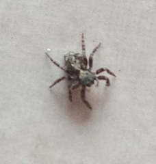 Pseudeuophrys lanigera