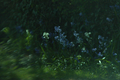 Hyacinthoides