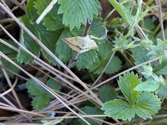 Neoterpes edwardsata