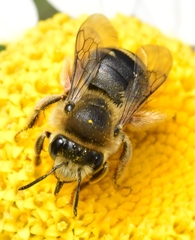 Eucera