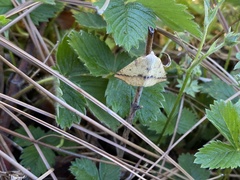 Neoterpes edwardsata