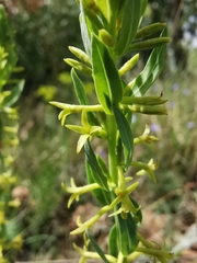 Thymelaea sanamunda