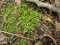 Brachythecium frigidum