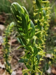 Thymelaea sanamunda