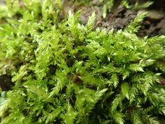 Brachythecium frigidum