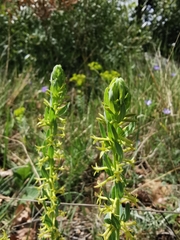 Thymelaea sanamunda
