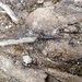 Long-tailed Stoneflies - Photo (c) bbi2, some rights reserved (CC BY-NC), uploaded by bbi2