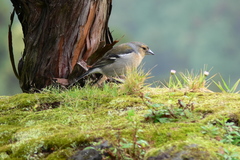 Fringilla coelebs moreletti