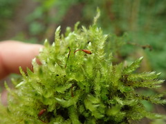 Brachythecium frigidum