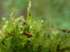 Brachythecium frigidum