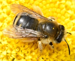 Eucera