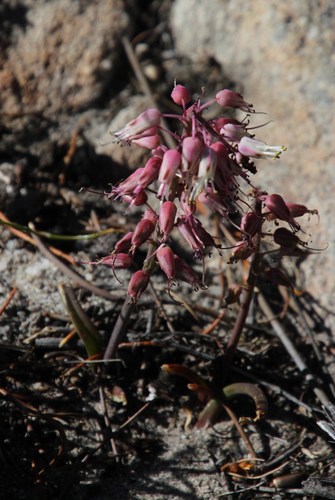 Image of Lachenalia juncifolia by (c) Tony Rebelo, some rights reserved (CC BY-SA)