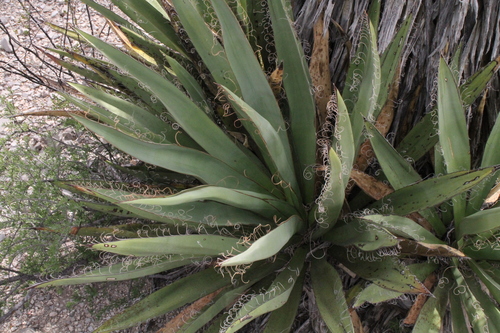 Yucca faxoniana