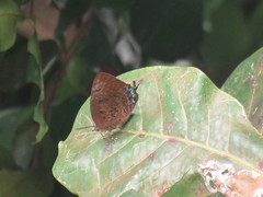 Arhopala centaurus nakula
