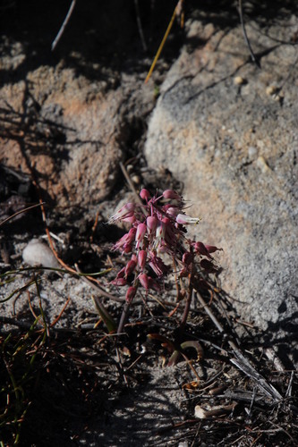 Image of Lachenalia juncifolia by (c) Tony Rebelo, some rights reserved (CC BY-SA)