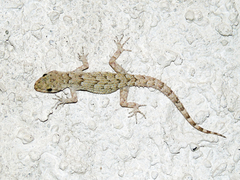 Mediodactylus kotschyi