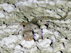 Mediodactylus kotschyi