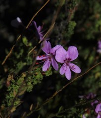 Pelargonium englerianum