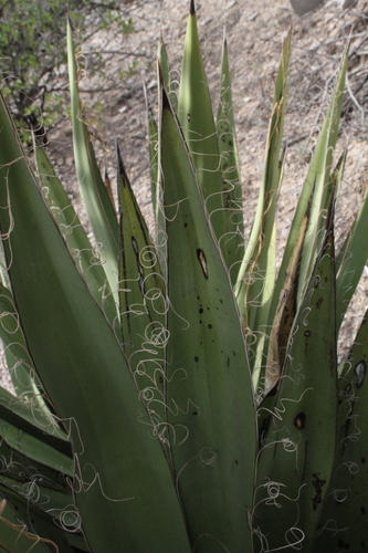 Yucca faxoniana