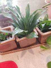 Dracaena fragrans compacta