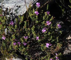 Pelargonium englerianum