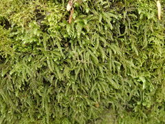 Thamnobryum neckeroides