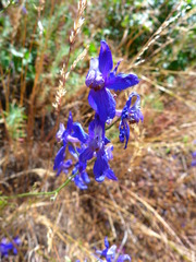 Delphinium parryi