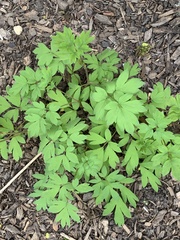 Lamprocapnos spectabilis