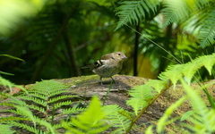 Fringilla coelebs moreletti