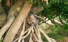 Fringilla coelebs moreletti