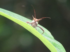 Aspilosterna albovittata