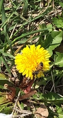 Apis mellifera