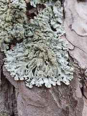 Hypogymnia farinacea