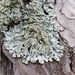 Hypogymnia farinacea - Photo 由 jensu 所上傳的 不保留任何權利