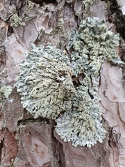 Hypogymnia farinacea