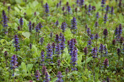 Ajuga reptans