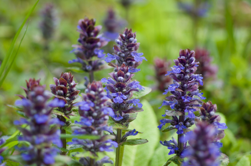 Ajuga reptans
