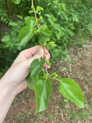 Morus rubra