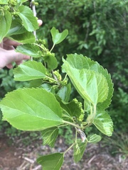 Morus rubra