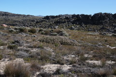 Sorocephalus lanatus