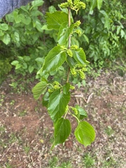 Morus rubra
